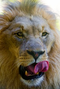 A lion. 'Leo' in Latin, not 'deo'.